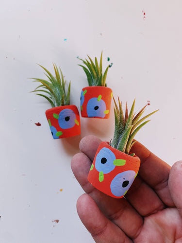 Petunia Mini Planter