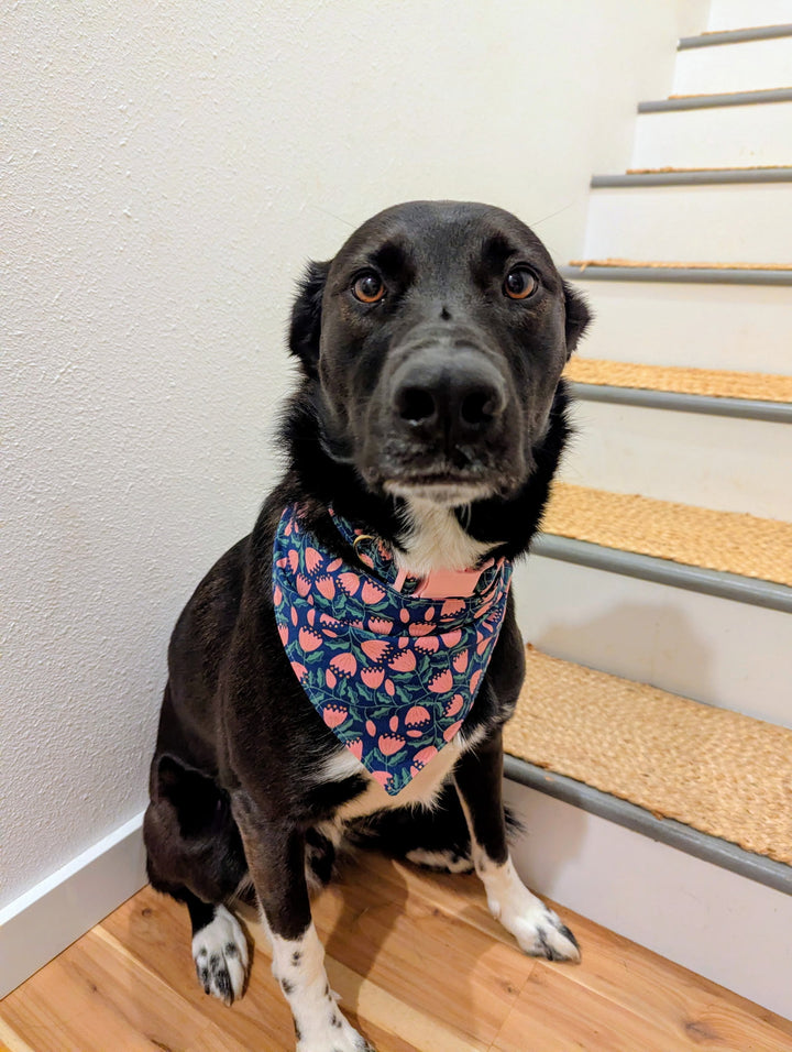 (All ages) Simple Dog Collar and Bandana Sewing Class