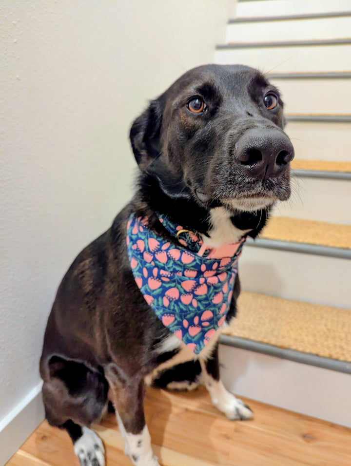 (All ages) Simple Dog Collar and Bandana Sewing Class