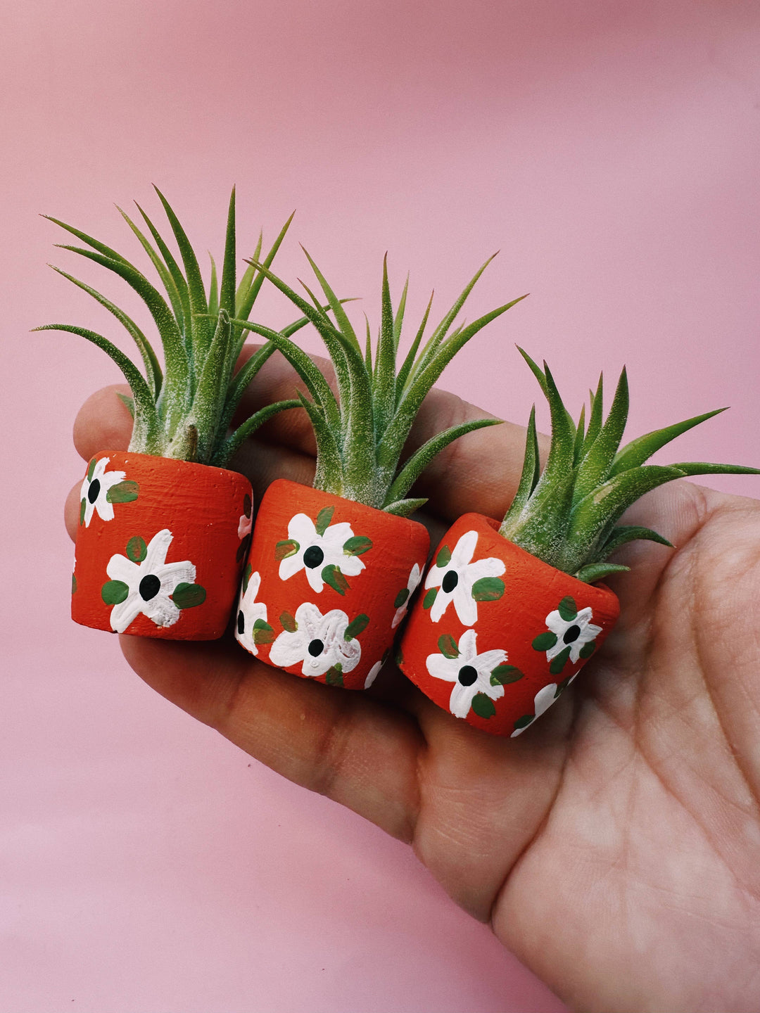 Anemone Baby Planter
