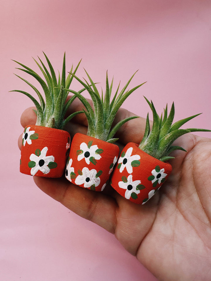 Anemone Baby Planter