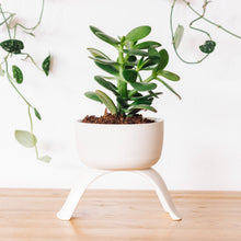 Load image into Gallery viewer, High Rise, Shallow Planters CR22