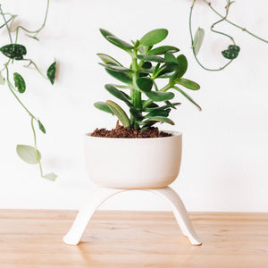 High Rise, Shallow Planters CR22