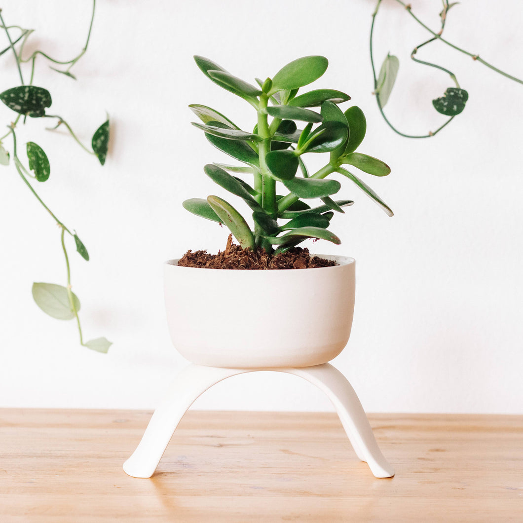 High Rise, Shallow Planters CR22