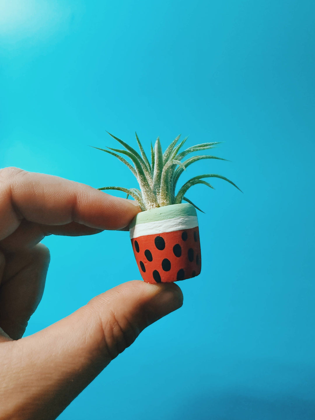 Watermelon Mini Planter with Plant