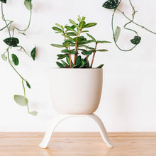 Load image into Gallery viewer, High Rise, Classic Planters CR24