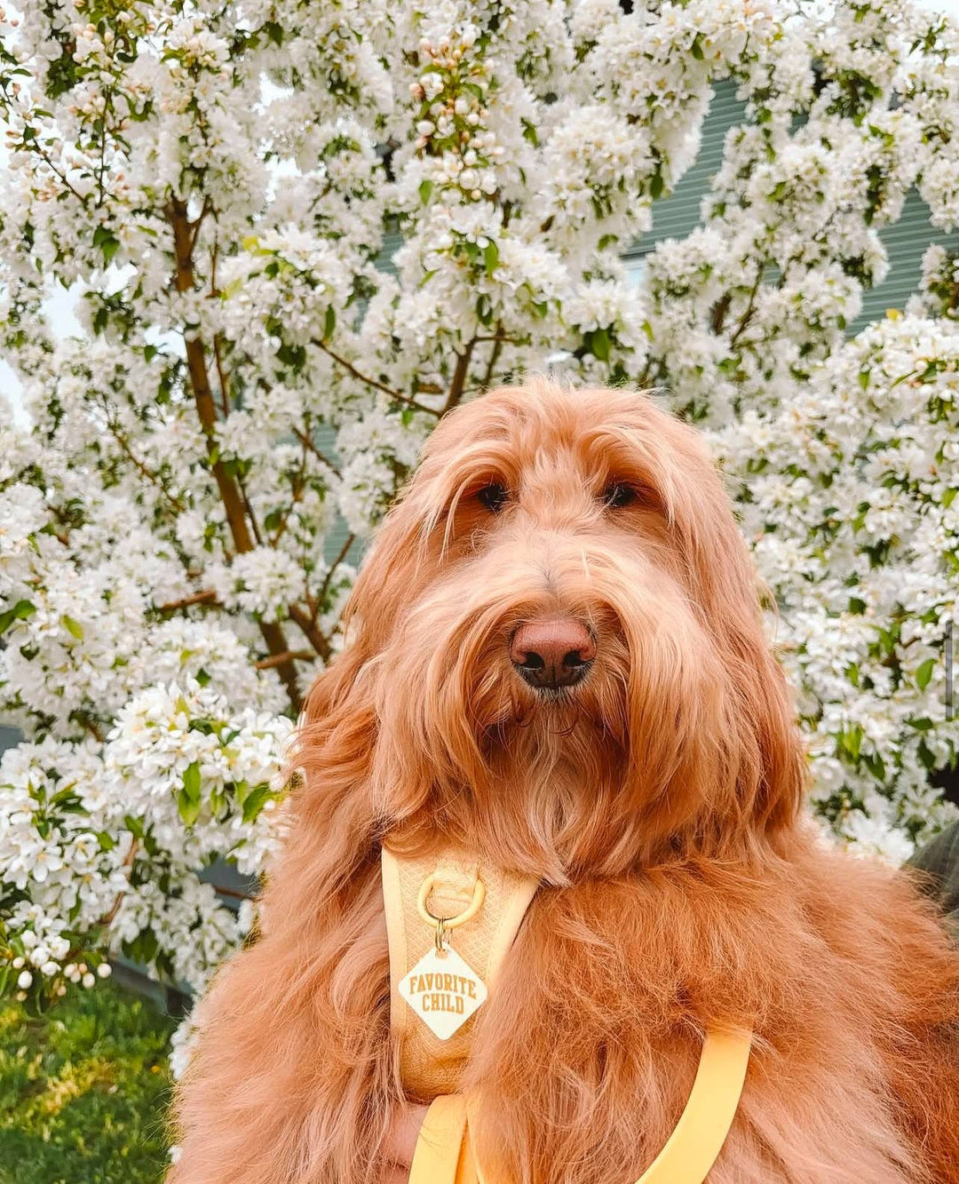 Favorite Child Pet Tag