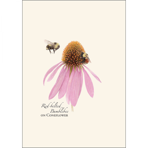 Bumblebee Assortment Notecard Set