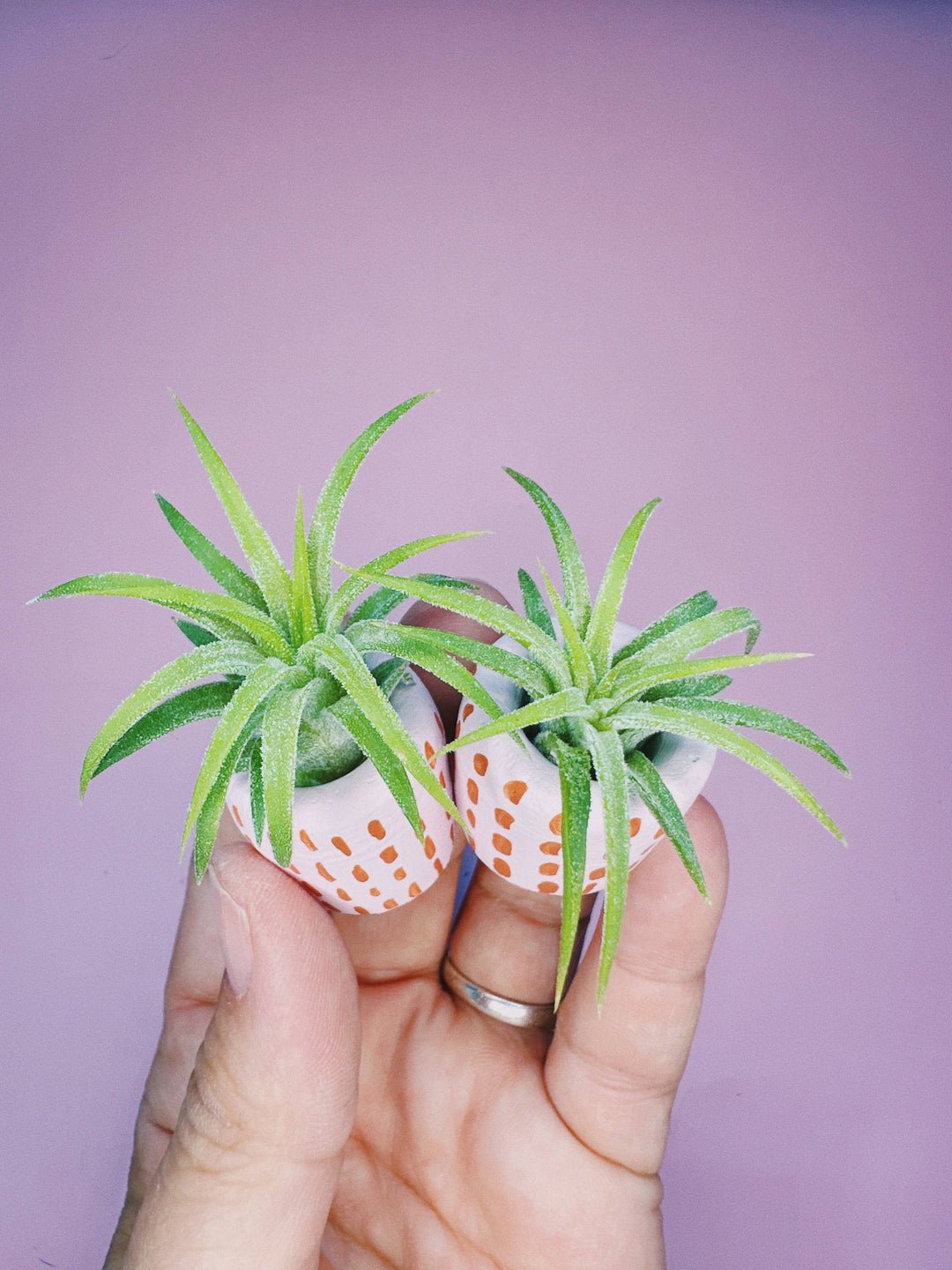 The Minimal Mini Planter