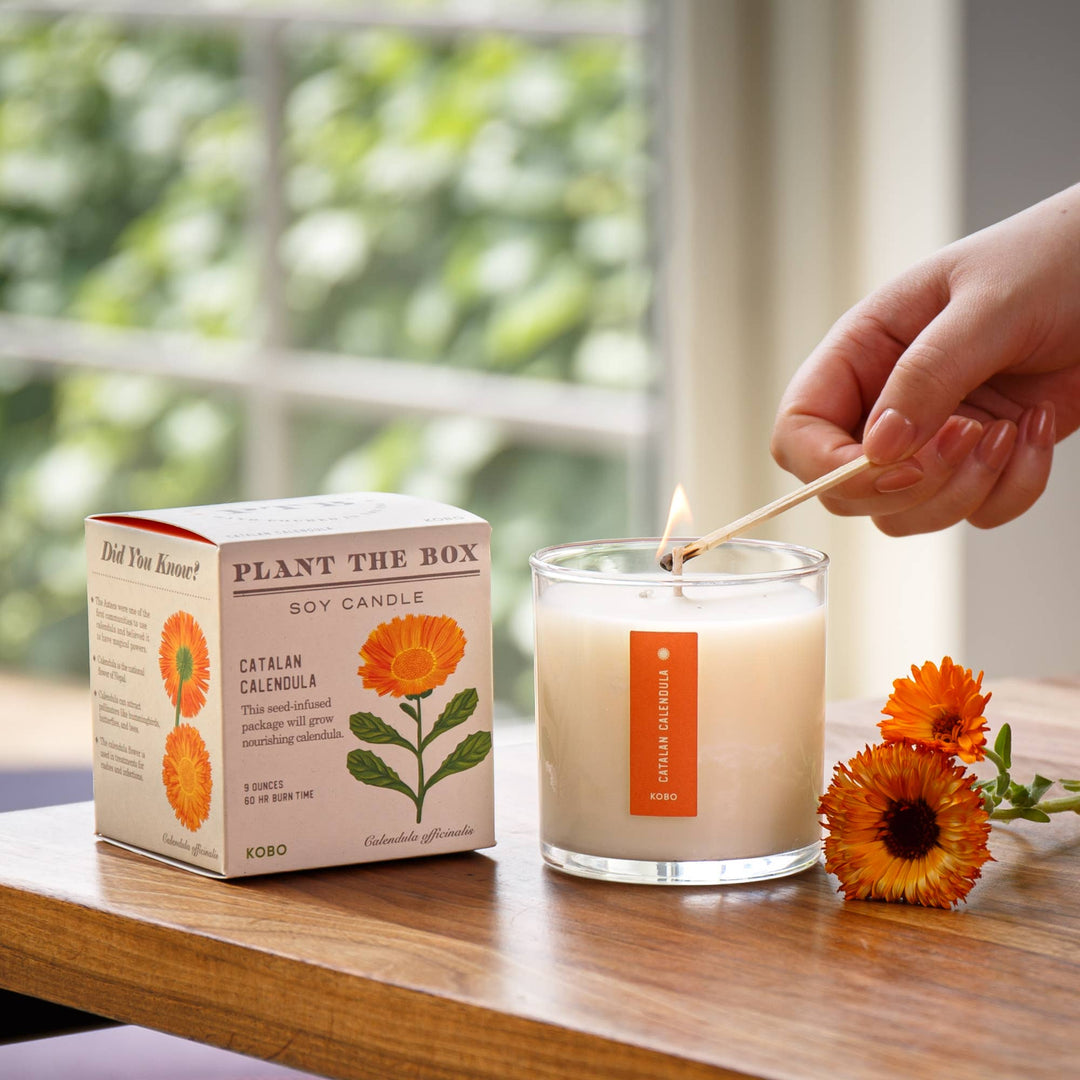 Catalan Calendula - Plant the Box Candle - 9oz.