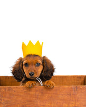 Load image into Gallery viewer, Pawty Crown - Yellow