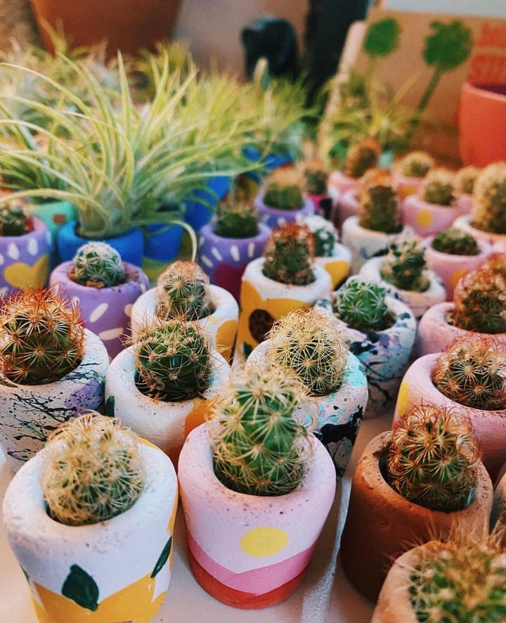 Anemone Baby Planter