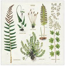 Ferns vintage napkins