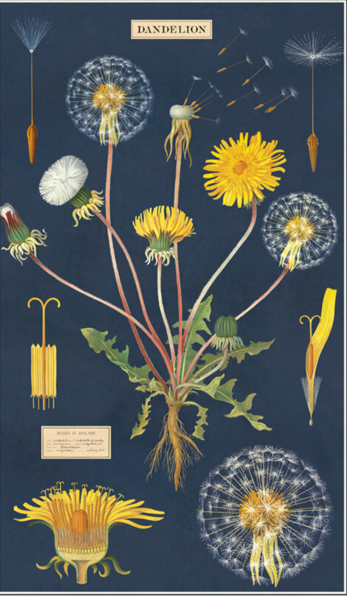Vintage tea towel dandelion