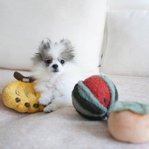 WATERMELON POP// ENRICHMENT TOY SET// SNUFFLE TOY