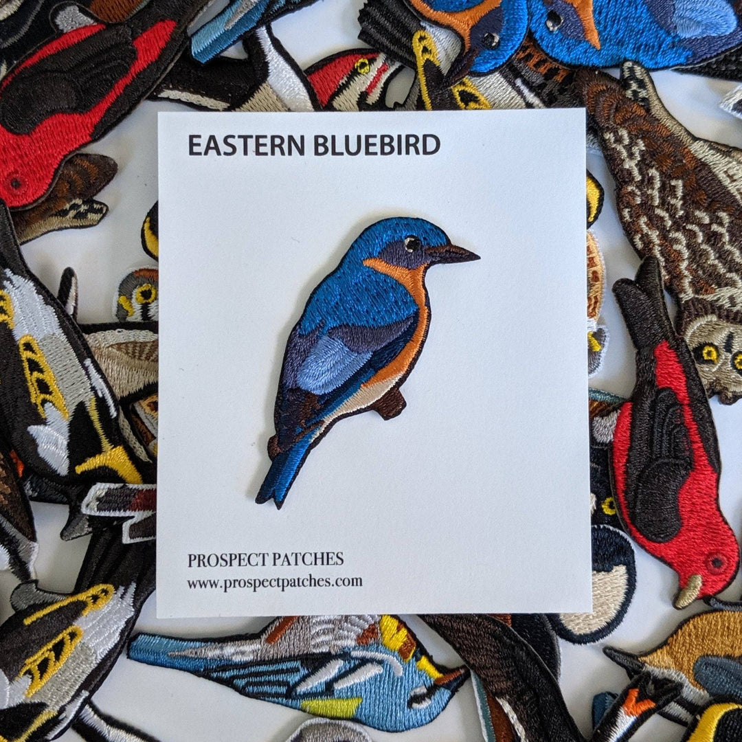 Eastern Bluebird Patch