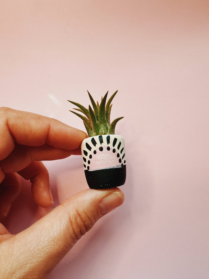 Pink Sun Mini Planter