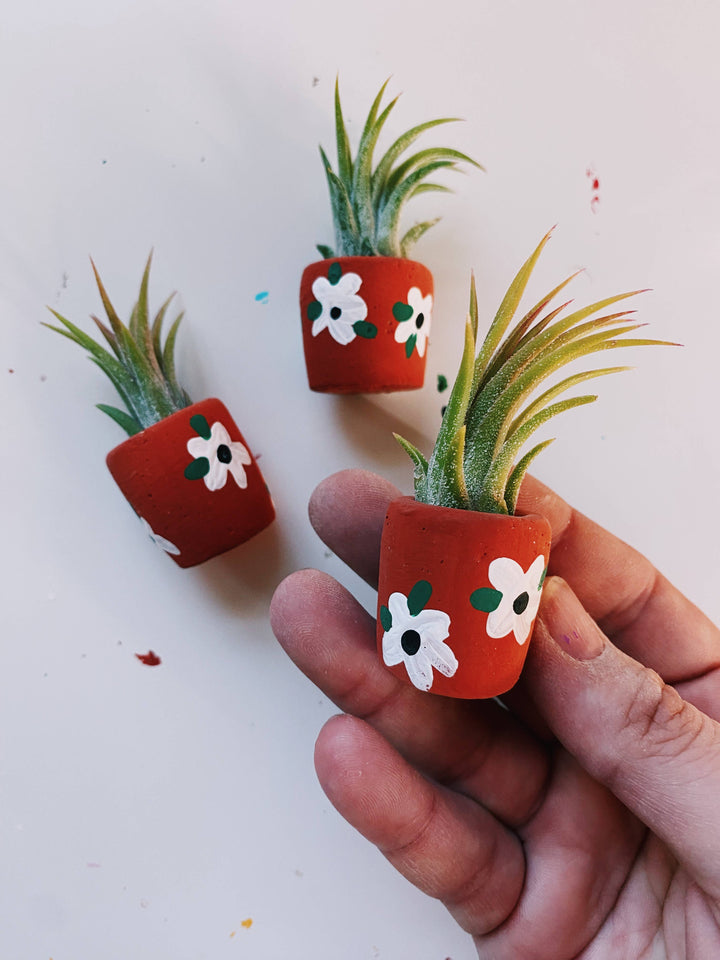 Anemone Baby Planter