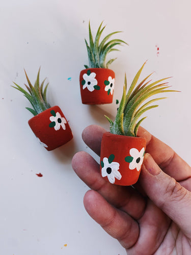 Anemone Baby Planter