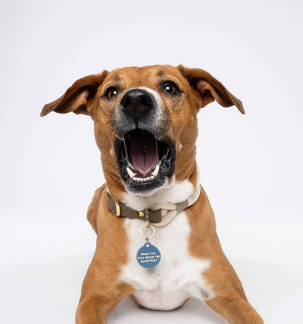 Adopted Pet Tag