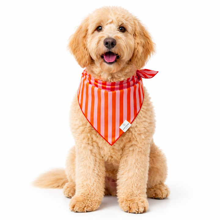 Orange &amp; Pink Stripes Dog Bandana