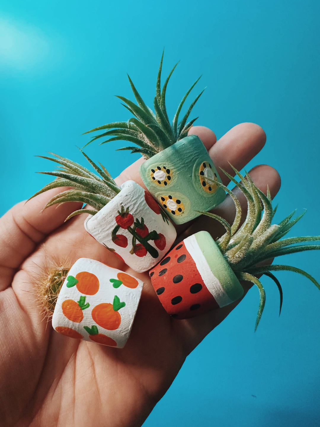 Tomato Mini Planter with Plant