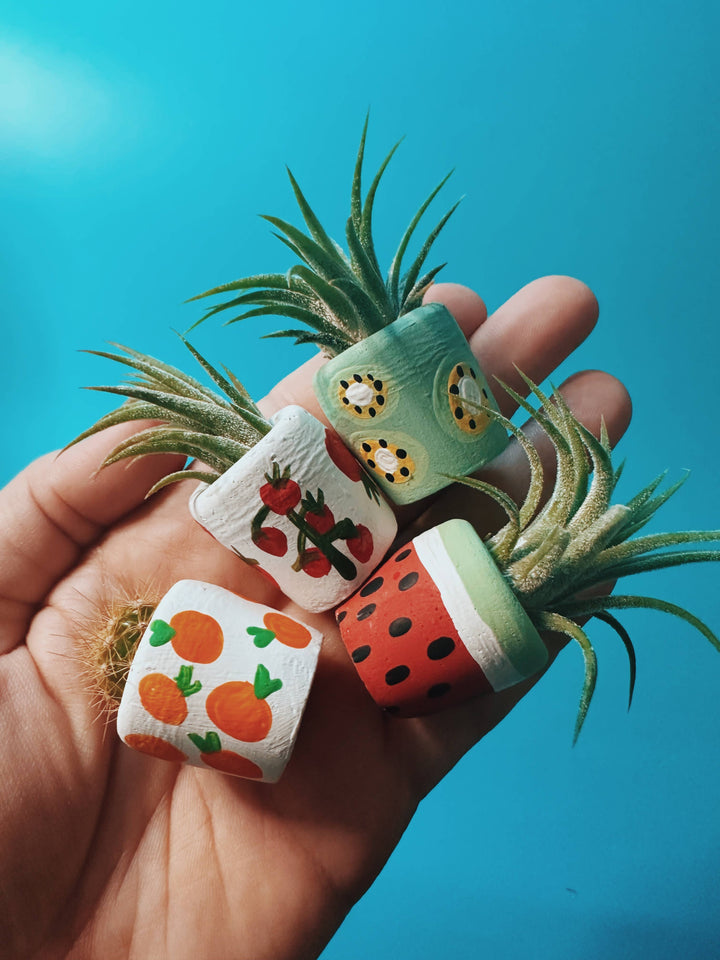 Tomato Mini Planter with Plant