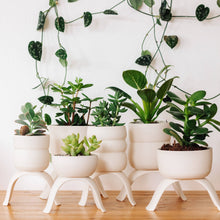 Load image into Gallery viewer, High Rise, Classic Planters CR24