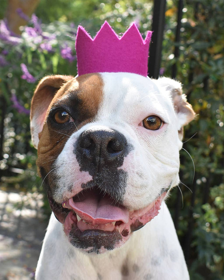 PARTY BEAST CROWN Fuschia MD03