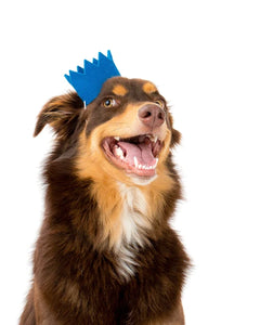 Pawty Crown - Blue